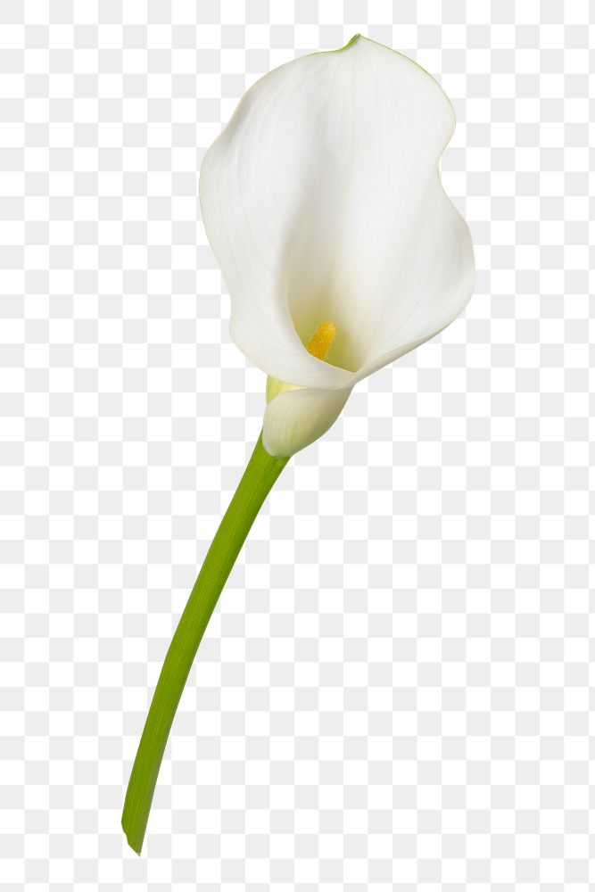 White calla lily png flower sticker
