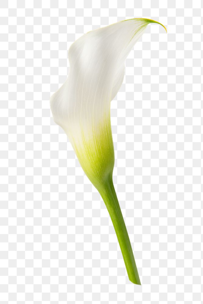 White calla lily png flower sticker