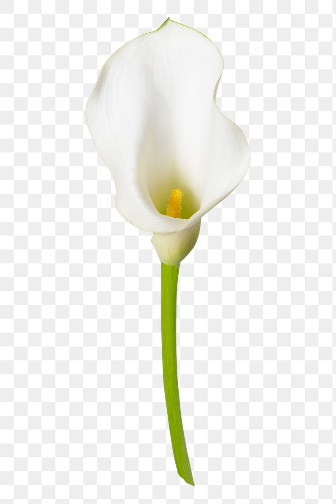 PNG white calla lily flower sticker
