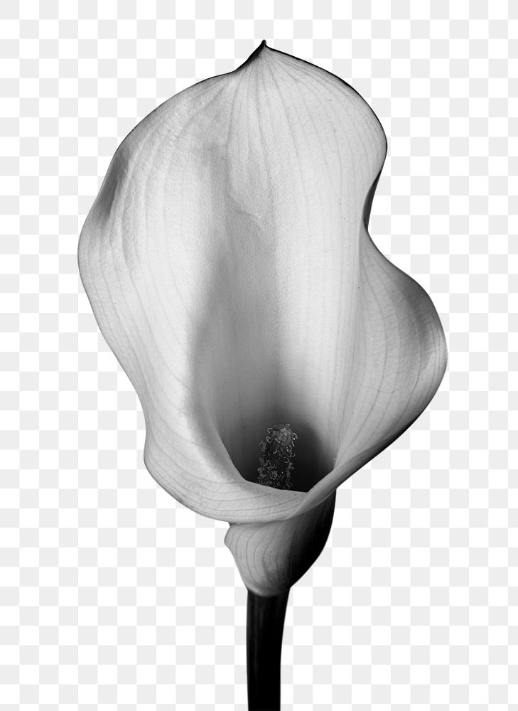 Calla lily png, black and white flower sticker