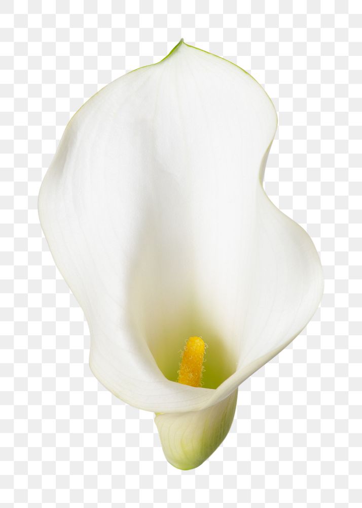 PNG white calla lily flower sticker