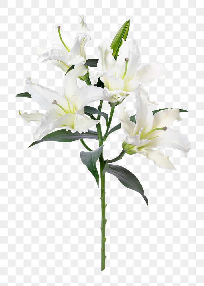PNG white lily flower sticker