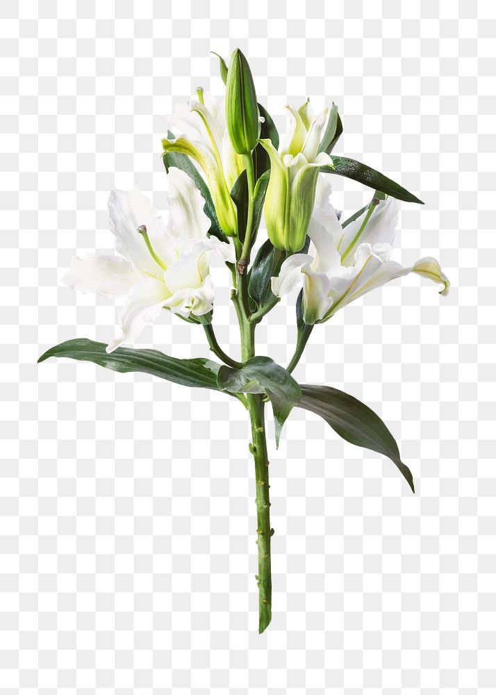 White lily png flower sticker