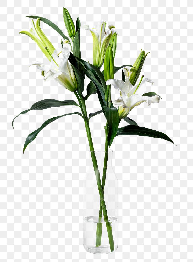 White lily png, glass vase, isolated object, collage element design