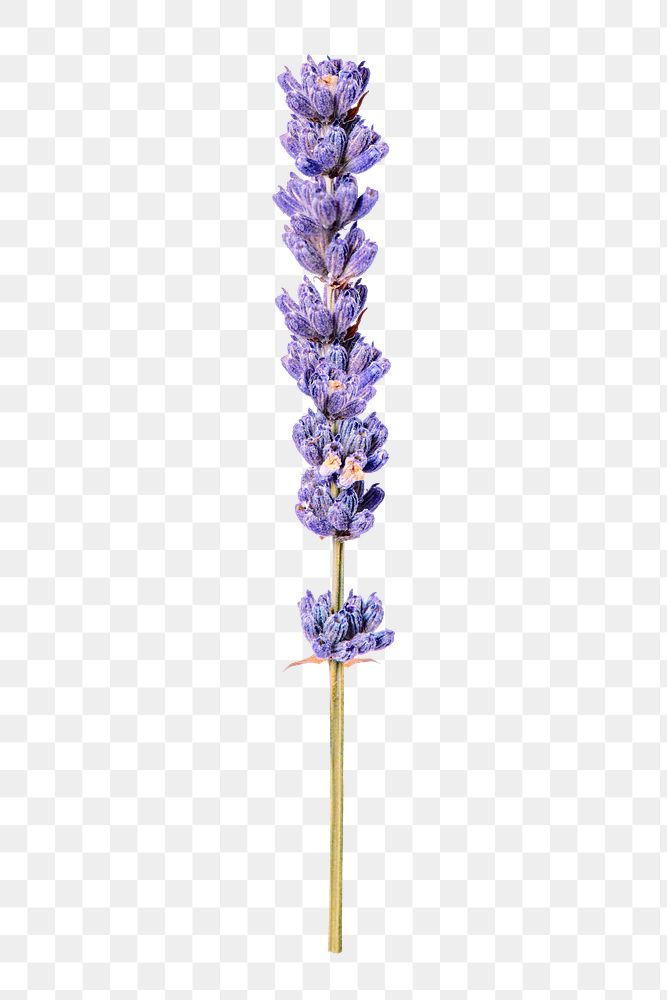 Lavender png purple flower sticker