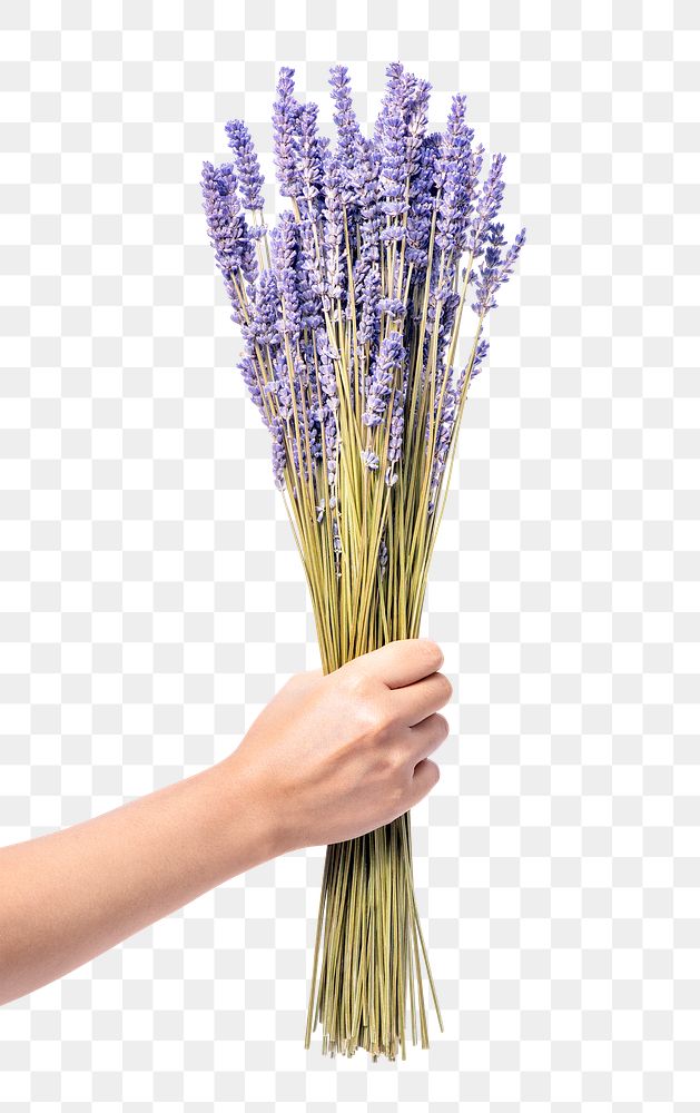 PNG lavender bouquet, held by hand, collage element