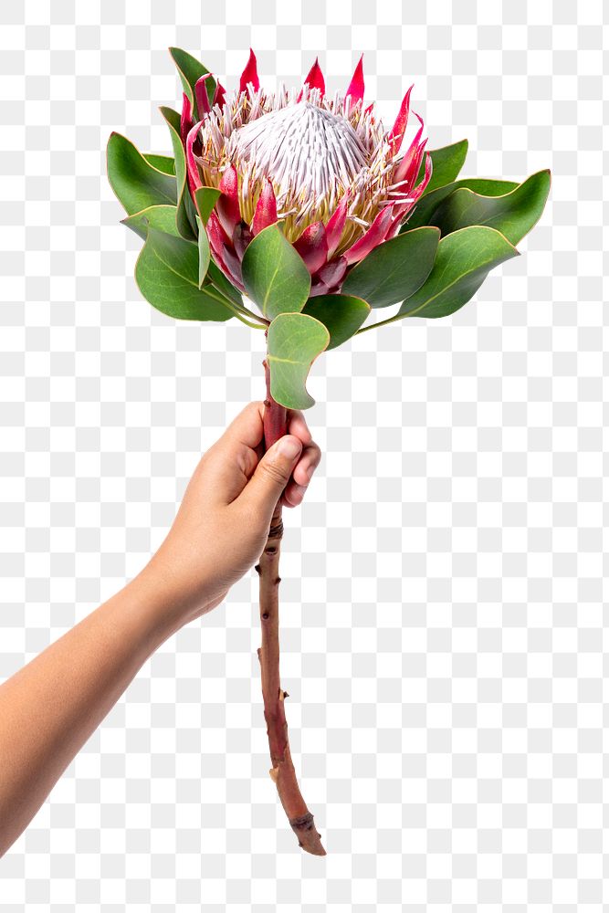 King protea png, held by hand, collage element