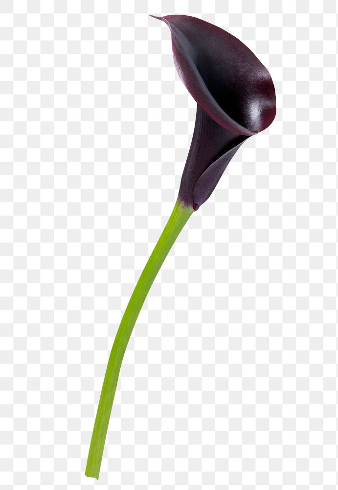 PNG purple calla lily flower sticker