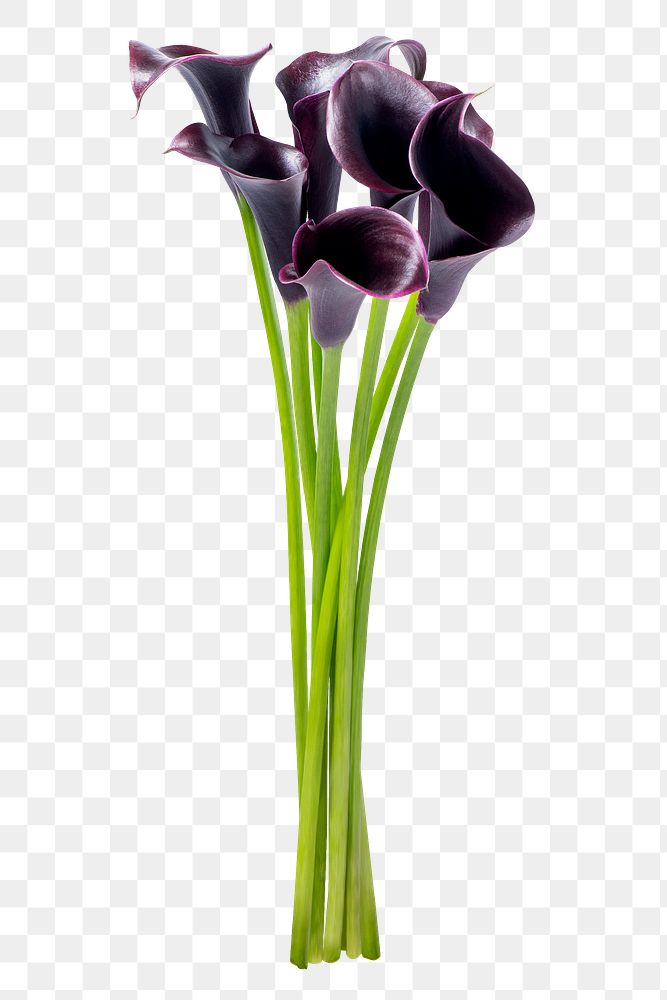 PNG purple calla lily flower sticker