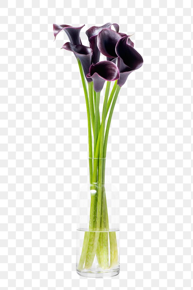 Purple calla lily png, glass vase, isolated object, collage element design