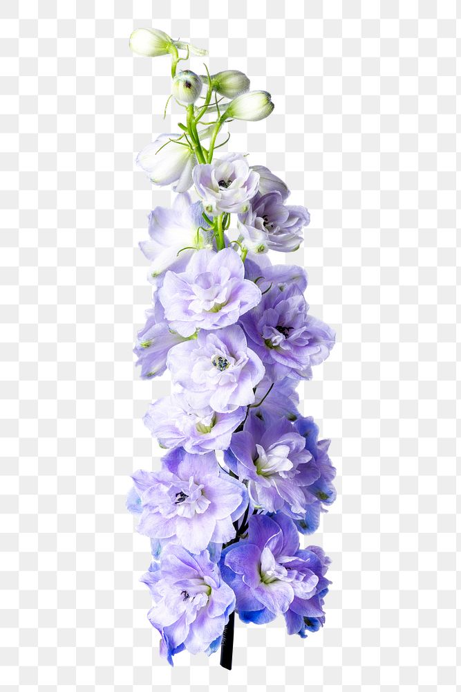 Png purple delphinium flower sticker