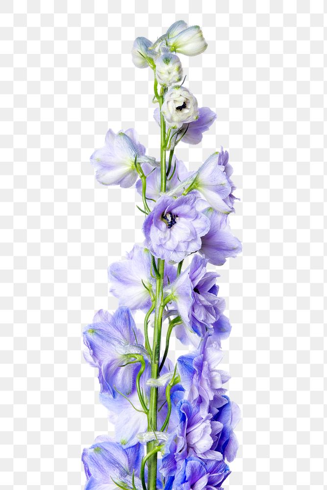 Purple delphinium png flower sticker