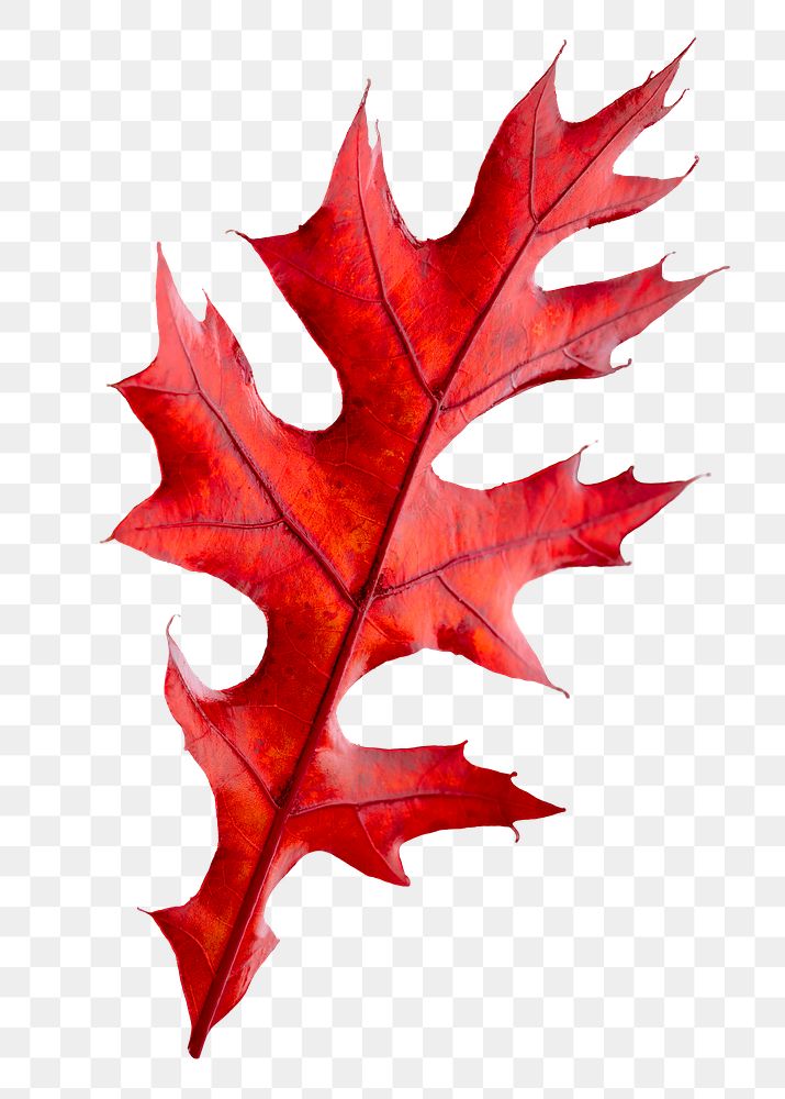 PNG red oak leaf, isolated object
