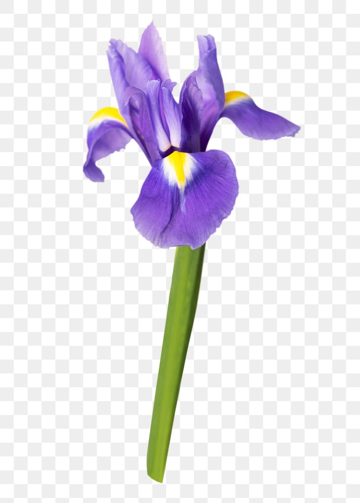 PNG Dutch iris, purple flower sticker