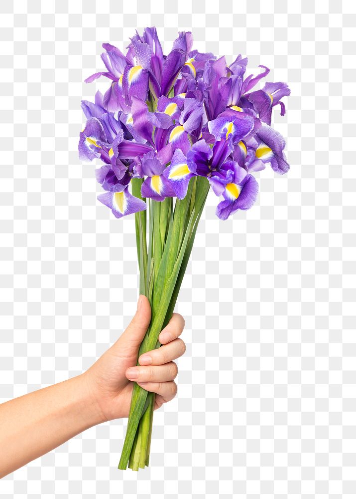 PNG purple iris, held by hand, collage element