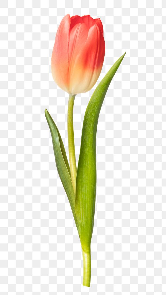 Red tulip png, flower sticker