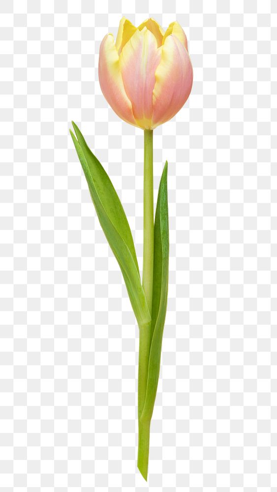 PNG pink tulip, flower sticker