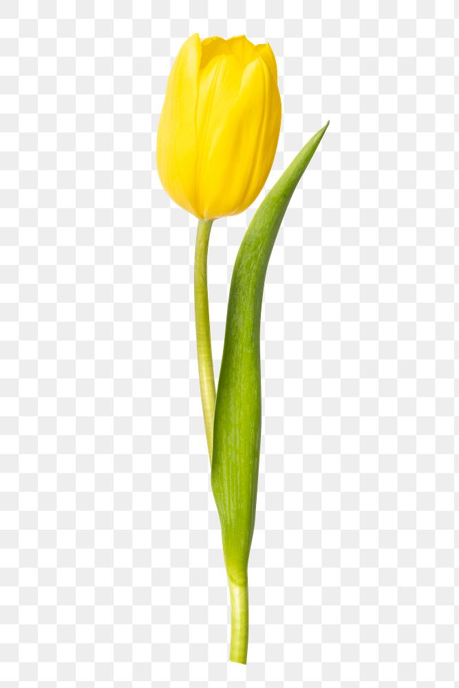 Yellow tulip png flower sticker