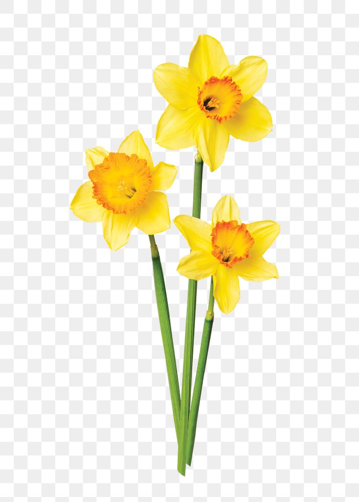 Yellow daffodil png flower sticker | Premium PNG - rawpixel