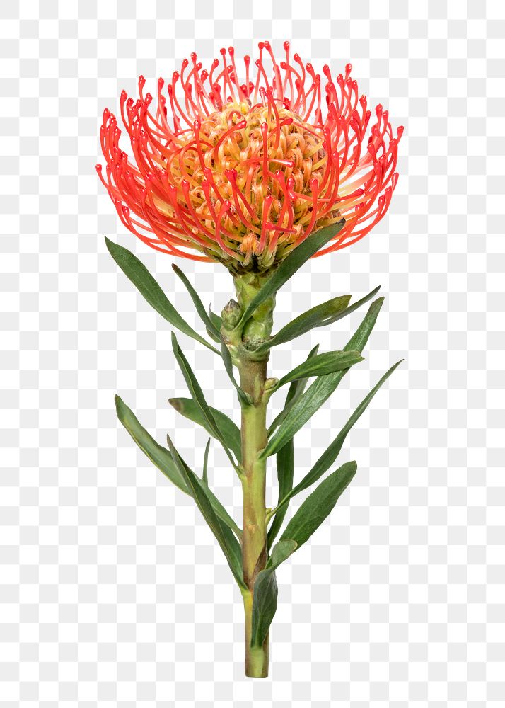 PNG red pincushion, flower png