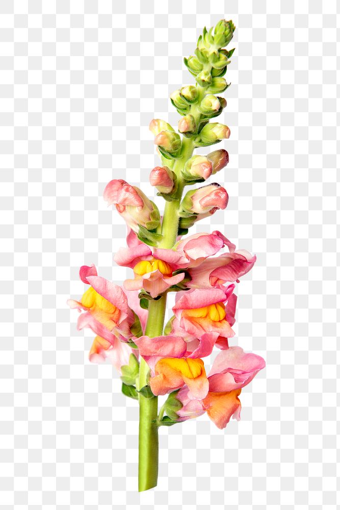 PNG pink snapdragon flower sticker