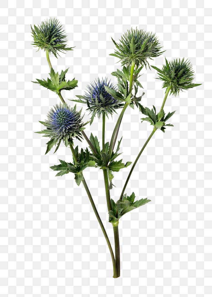 PNG blue flower, eryngium deep blue jack