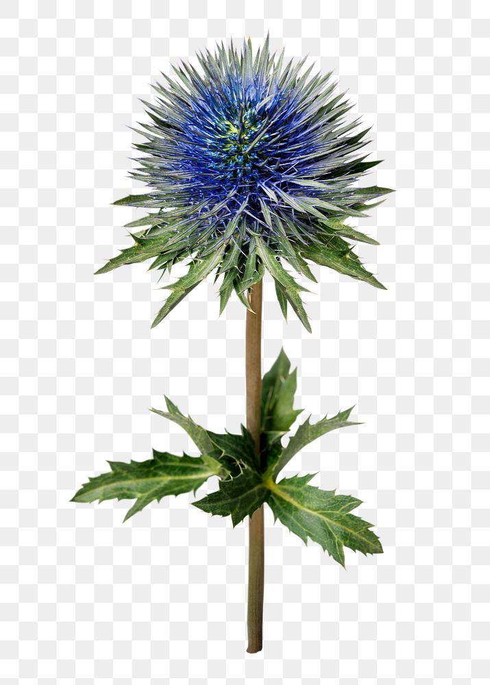 PNG blue flower, eryngium deep blue jack