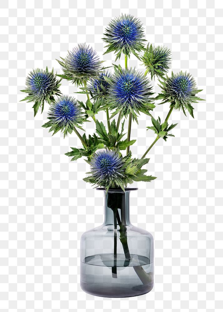 PNG eryngium in glass vase, isolated object, collage element design