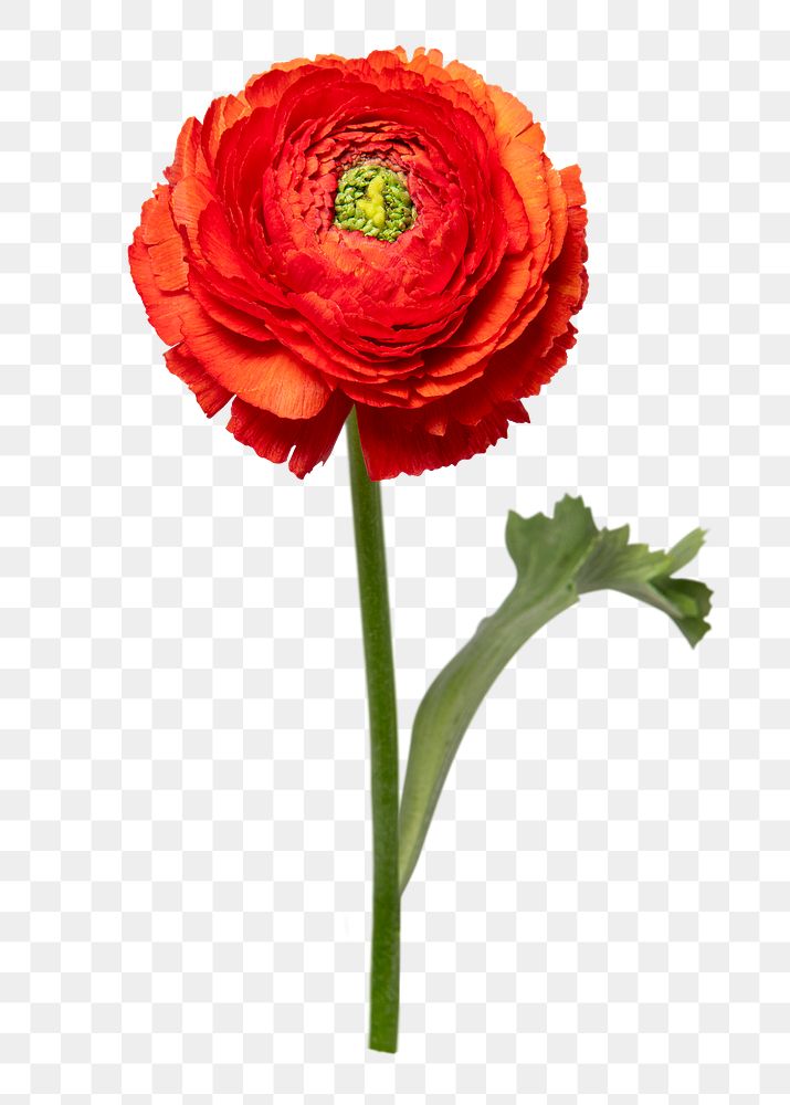 Orange ranunculus png flower sticker