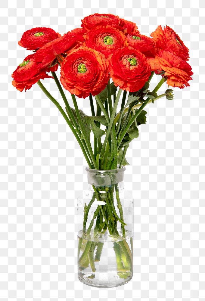 PNG red ranunculus in glass vase, isolated object, collage element design