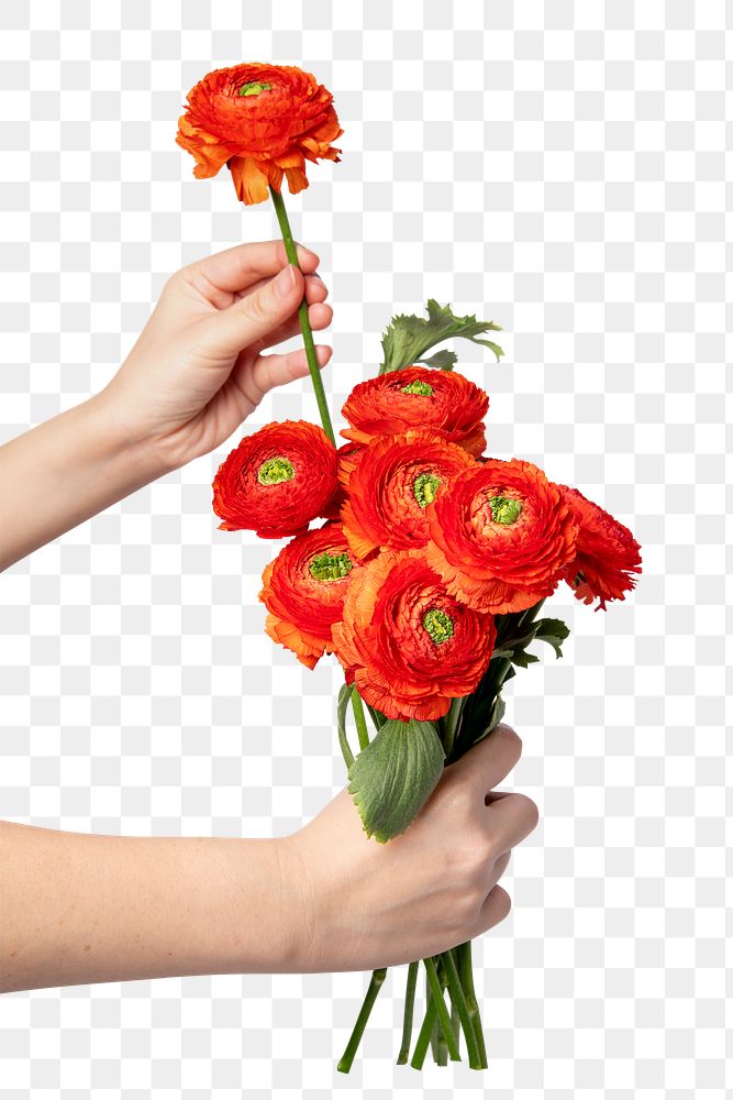 Red ranunculus bouquet png, held by hand, collage element