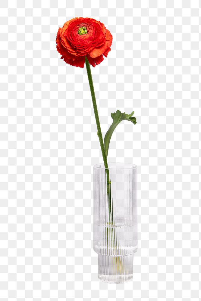 Red ranunculus png in glass vase, isolated object, collage element design
