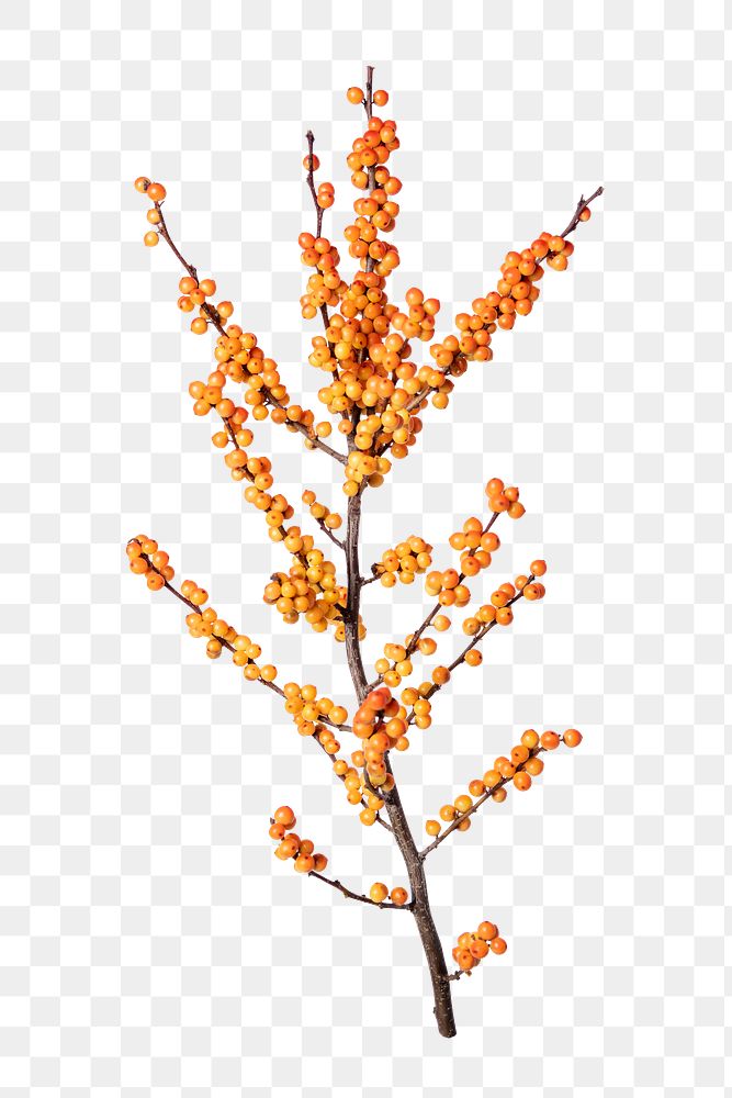 PNG yellow winterberry, plant sticker