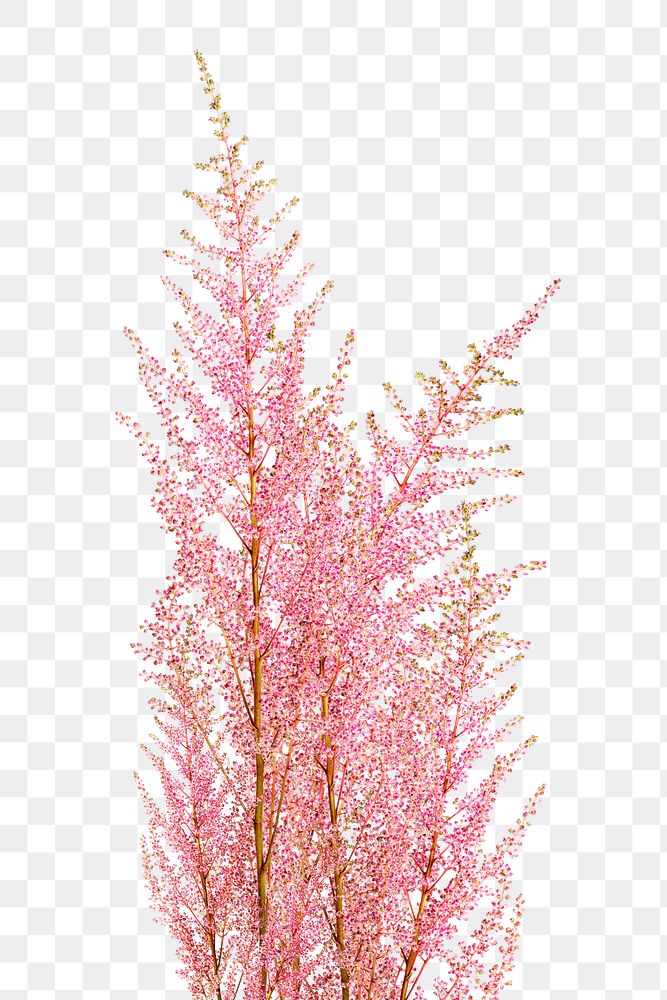 PNG pink flower, astilbe peach blossom sticker