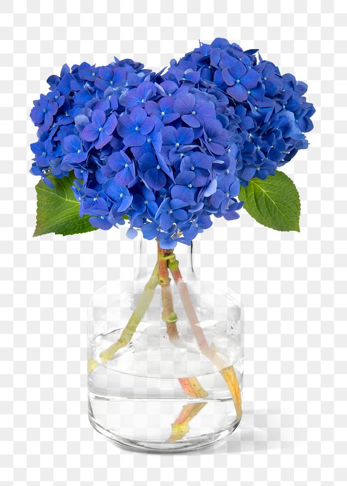 PNG blue hydrangea in glass vase, isolated object, collage element design