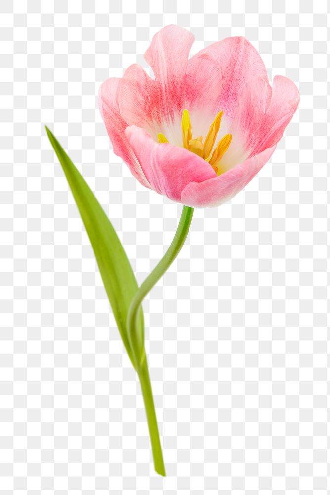 Pink tulip png, sticker flower design