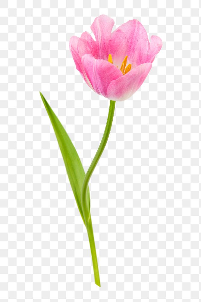 PNG pink tulip, flower sticker