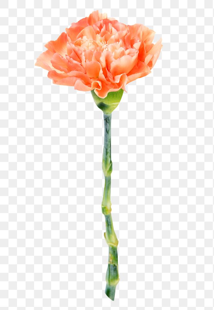 Orange carnation png flower sticker