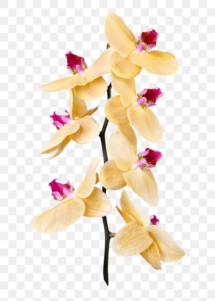 PNG yellow orchid flower sticker