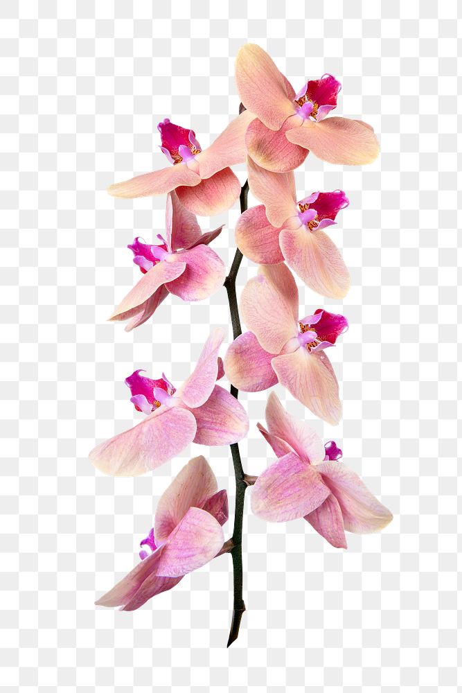 Pink orchid png flower sticker