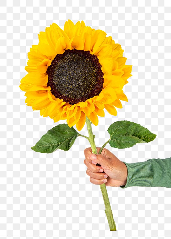 PNG sunflower, held by hand, collage element
