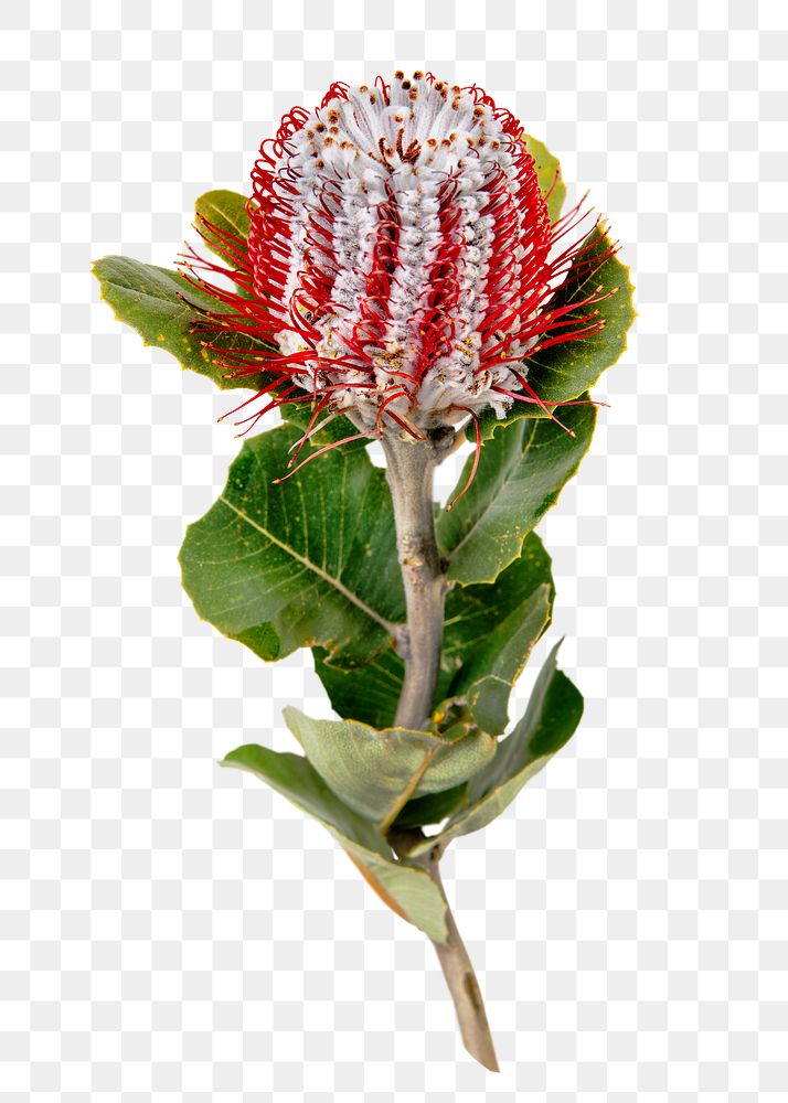 PNG banksia flower sticker, transparent background