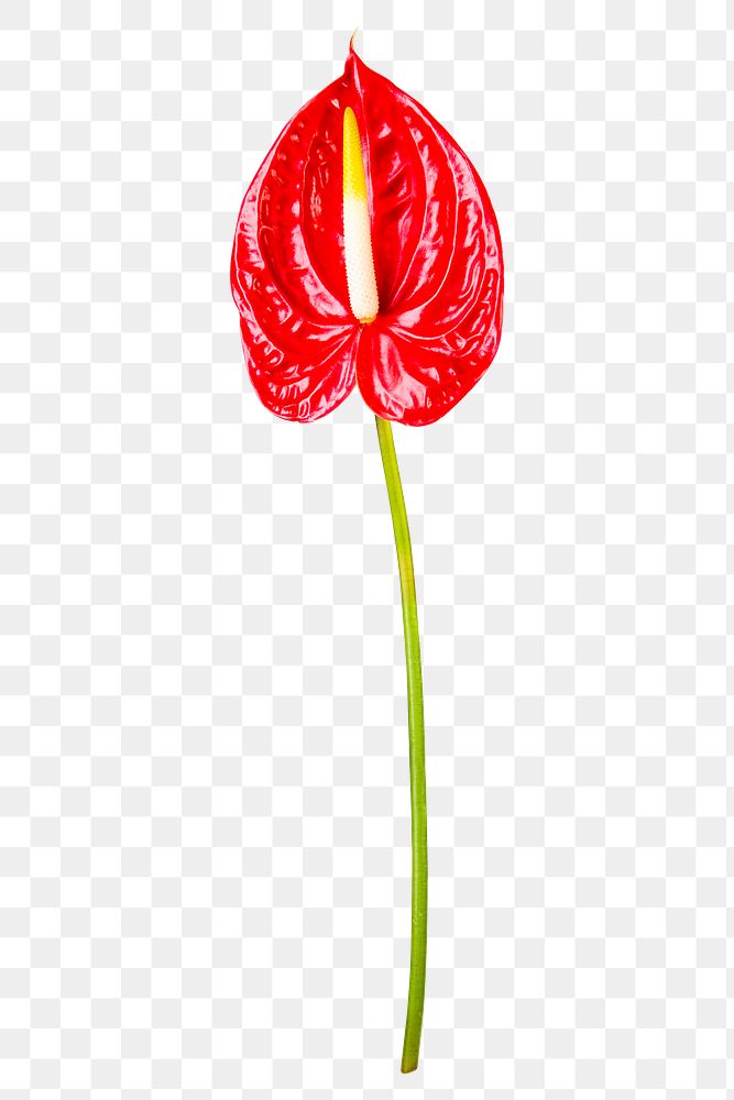 PNG red anthurium flower sticker