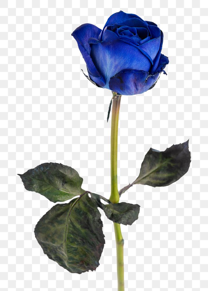 Blue rose flower transparent png