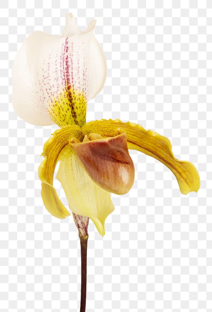 Close up of white Cymbidium Orchid transparent png