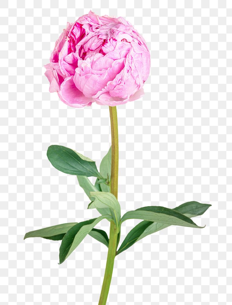 Single pink peony flower with leaves transparent png