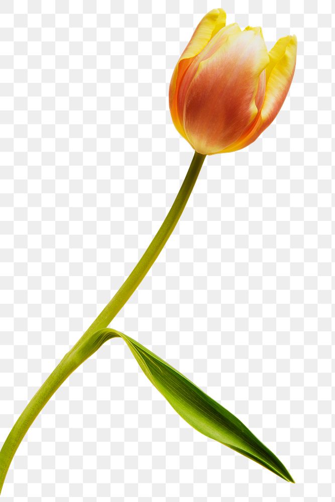 Blooming tulip transparent png 