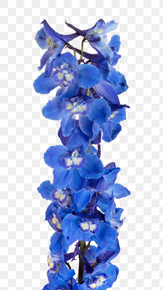 Blooming blue delphinium flower transparent png