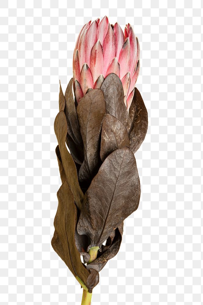 Blooming pink protea flower transparent png 