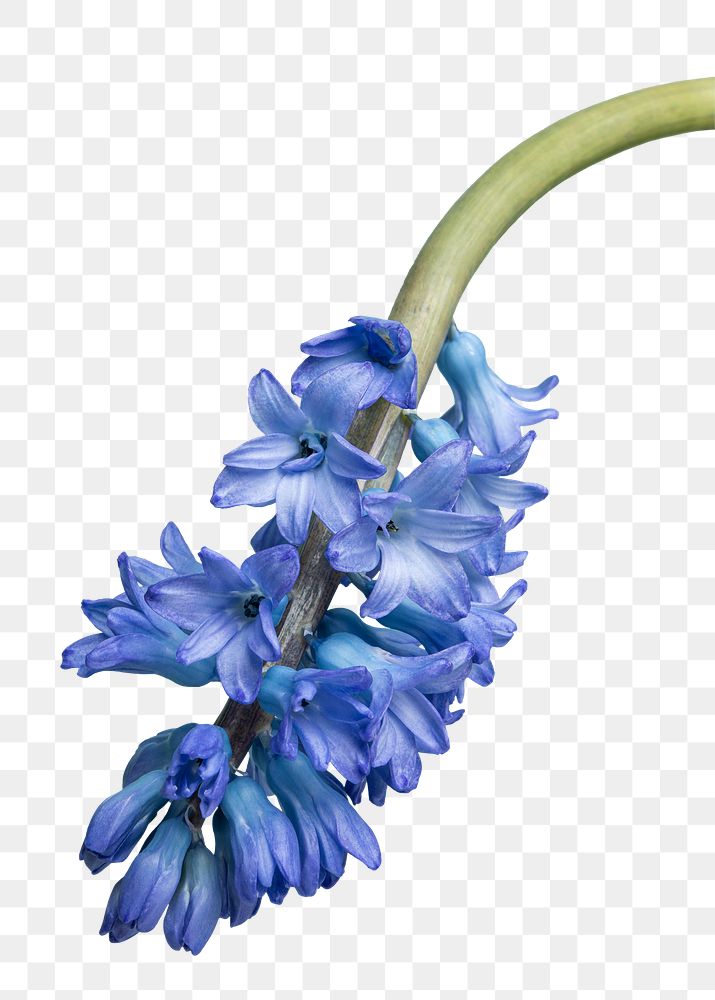 Blooming blue delphinium flower transparent png